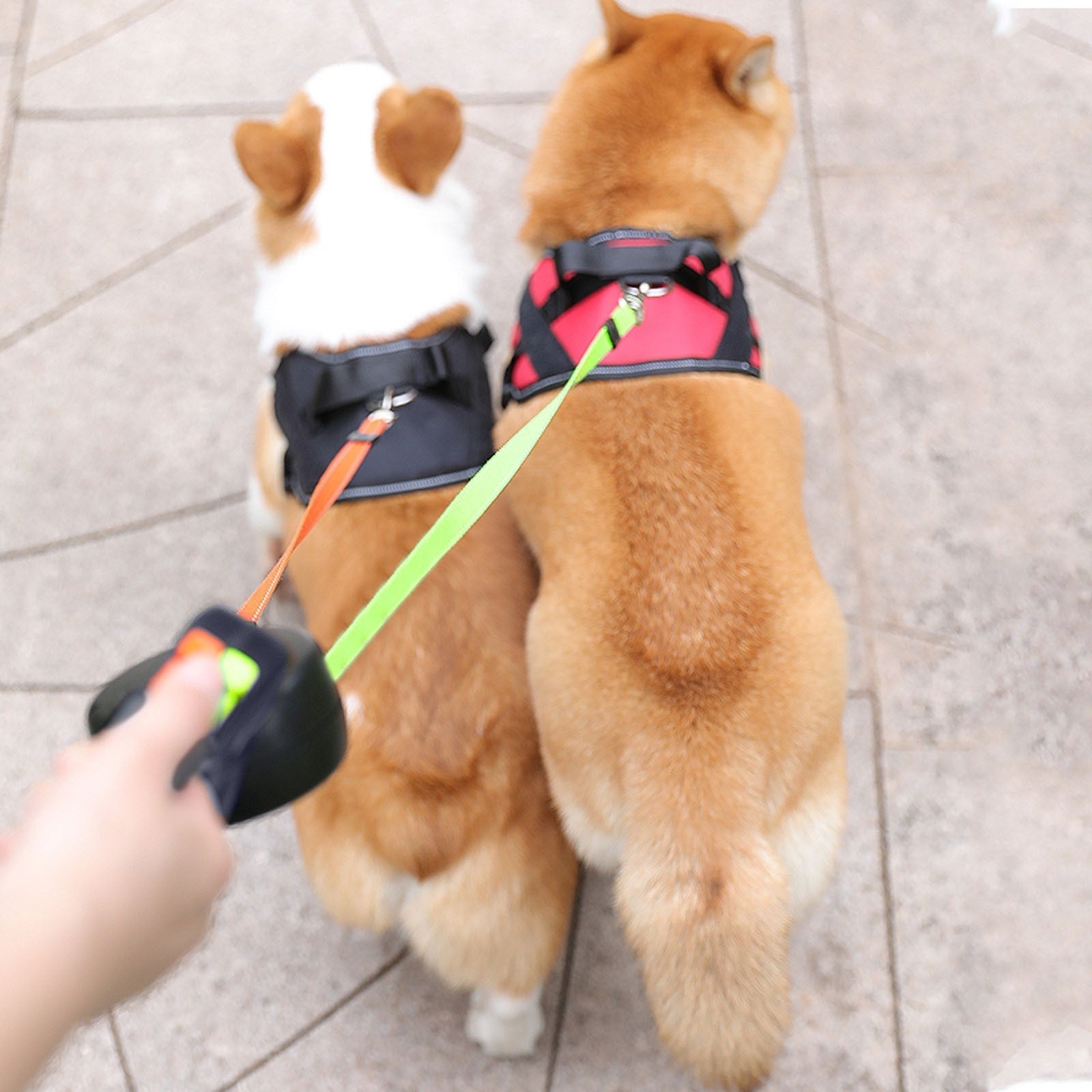 LumiLeash | Dobbelt hundesnor med lys!